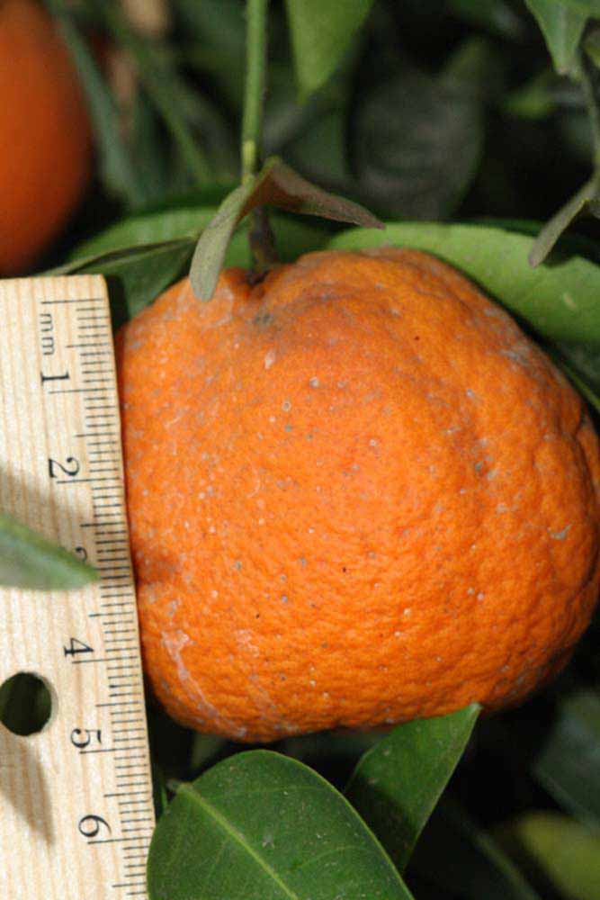            Fruit (Riverside, CA)   